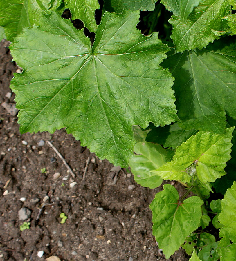 Image of Kitaibelia vitifolia specimen.