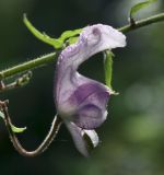 Aconitum septentrionale. Цветок. Архангельская обл., Красноборский р-н, ельник травяной в пойме реки Сётра. 08.08.2013.