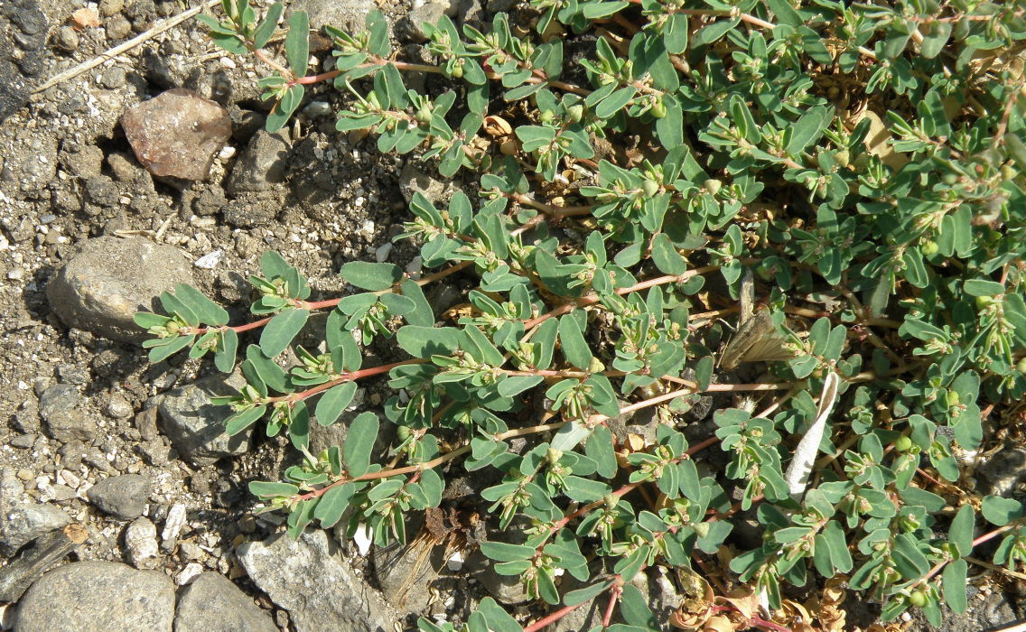 Image of Euphorbia glyptosperma specimen.