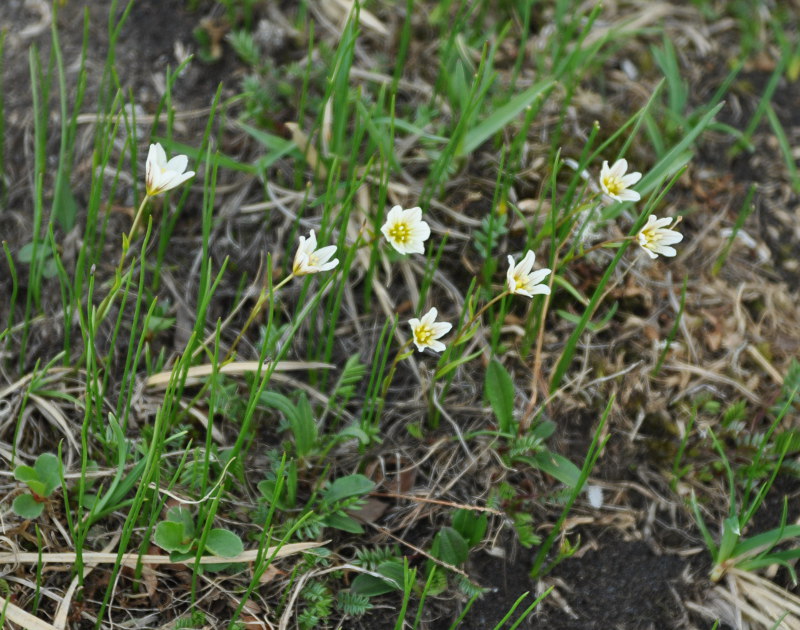 Image of Lloydia serotina specimen.