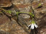 Dichodon cerastoides