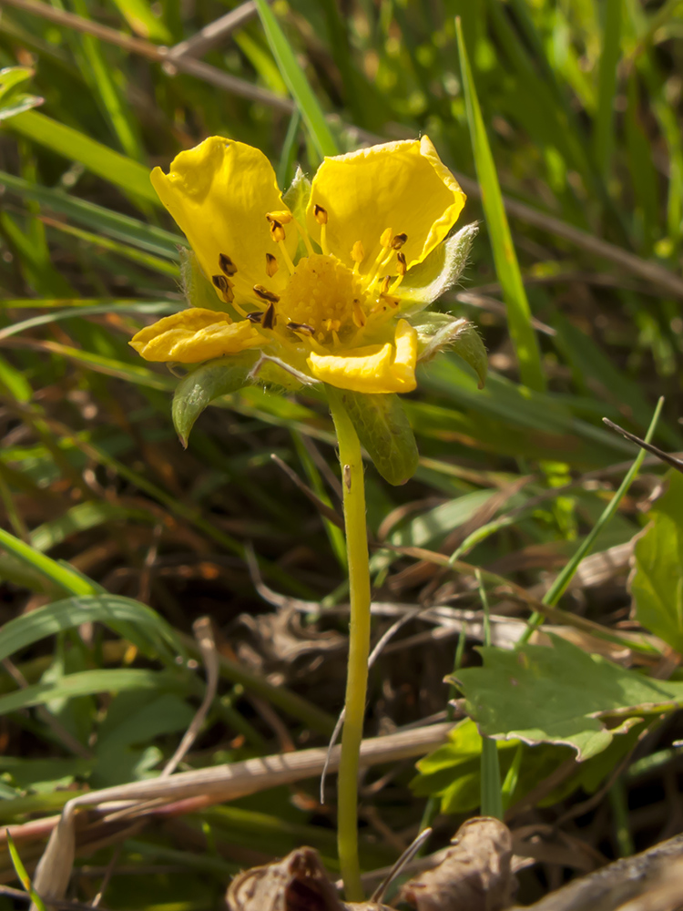 Image of Potentilla reptans specimen.