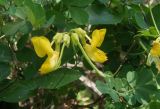 Hippocrepis emeroides