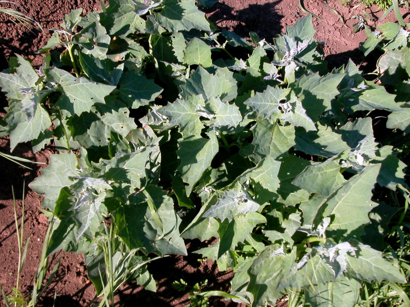 Image of genus Atriplex specimen.