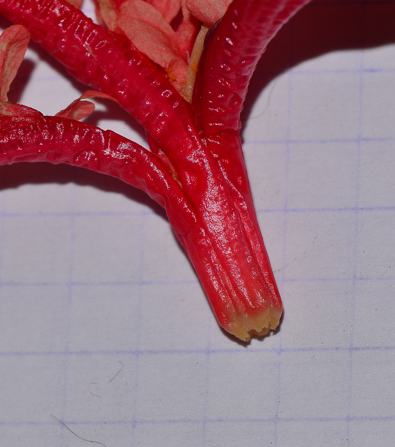 Image of Hibiscus schizopetalus specimen.