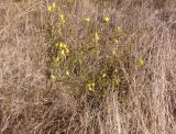 Linaria genistifolia