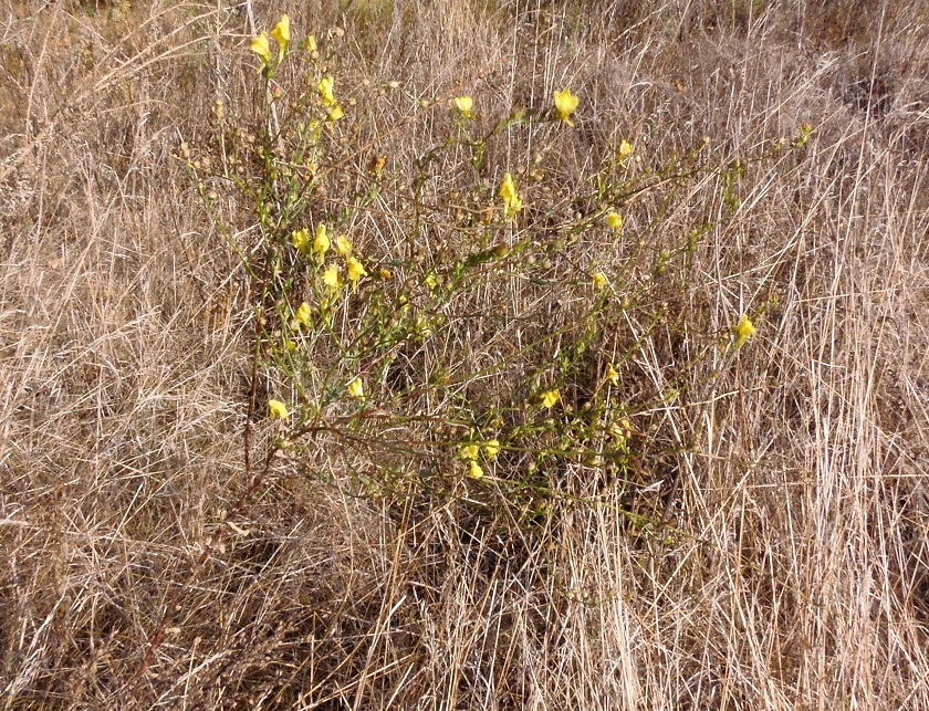 Изображение особи Linaria genistifolia.