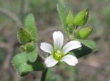 Cerastium pseudobulgaricum