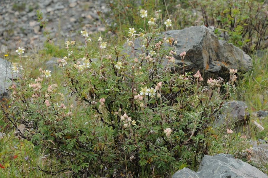 Изображение особи Farinopsis salesoviana.