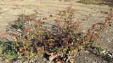 Persicaria maculosa. Цветущее растение. Краснодарский край, окр. г. Крымск, берег р. Адагум. 25.10.2013.
