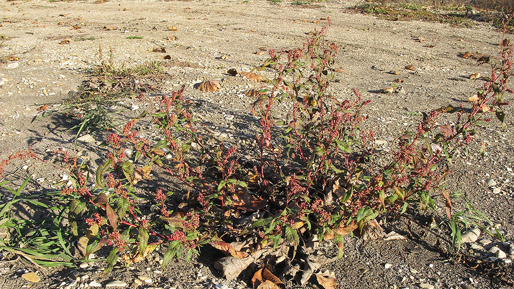 Изображение особи Persicaria maculosa.