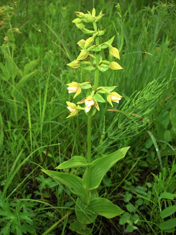 Изображение особи Epipactis thunbergii.