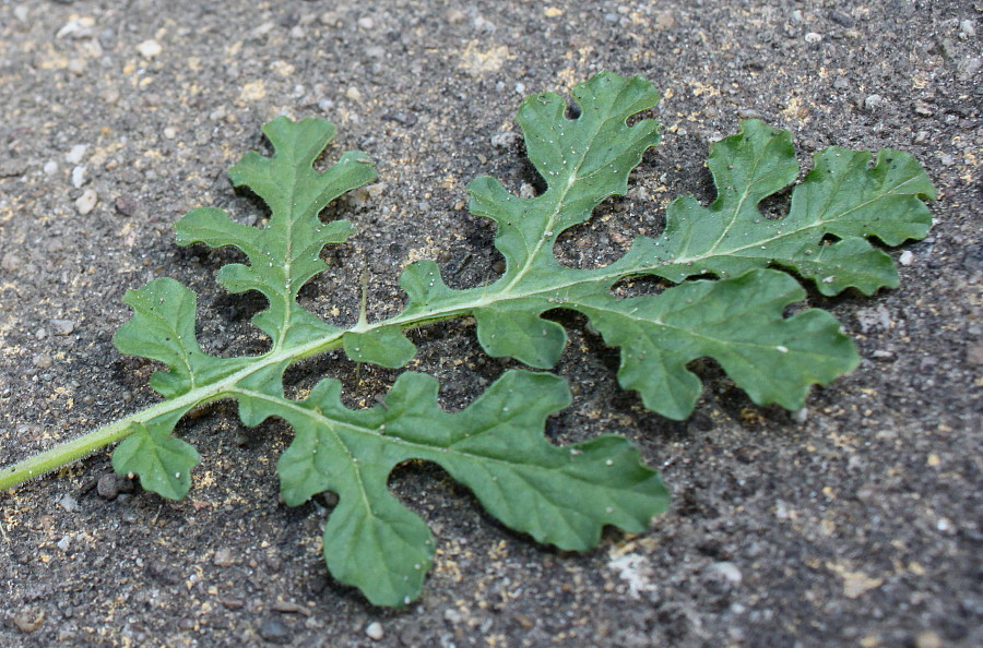 Image of Solanum citrullifolium specimen.