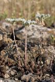 Sedum alberti