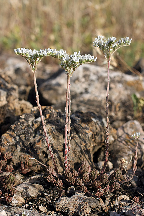 Image of Sedum alberti specimen.