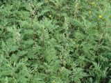 Artemisia gmelinii