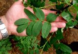 Caragana arborescens