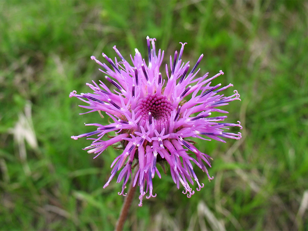 Image of Jurinea calcarea specimen.