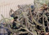 род Cylindropuntia. Перезимовавшие растения. Германия, г. Дюссельдорф, Ботанический сад университета. 02.03.2014.