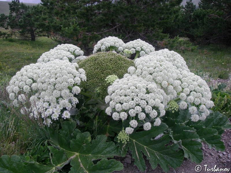 Изображение особи Heracleum stevenii.