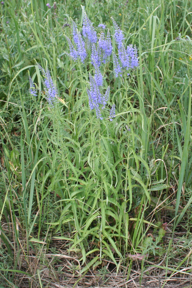 Изображение особи Veronica longifolia.