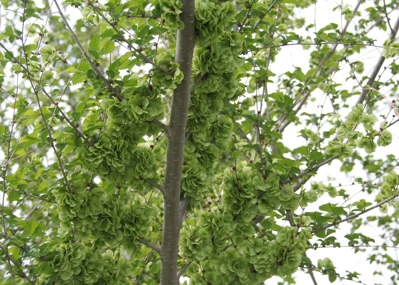 Image of Ulmus pumila specimen.