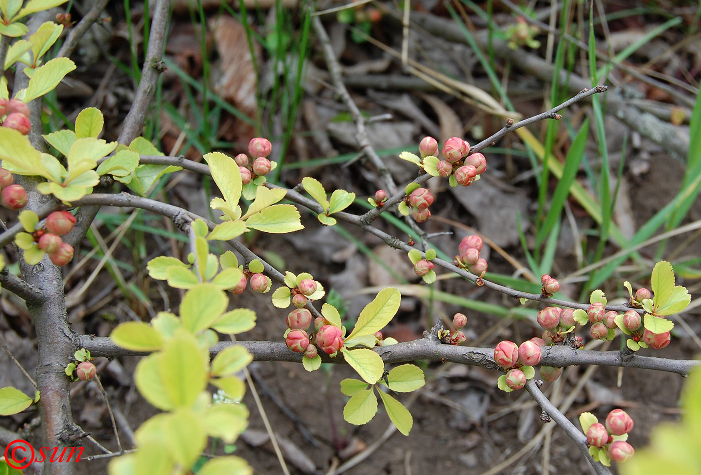 Image of Chaenomeles japonica specimen.