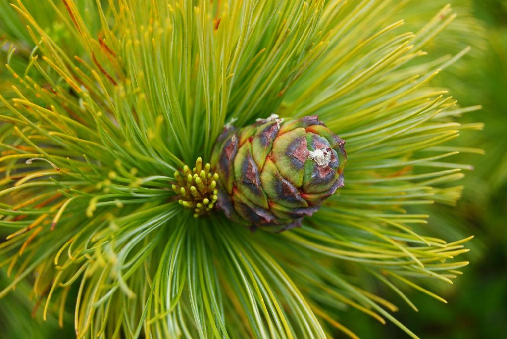 Image of Pinus pumila specimen.