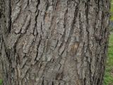 genus Ulmus