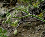 Oberna crispata