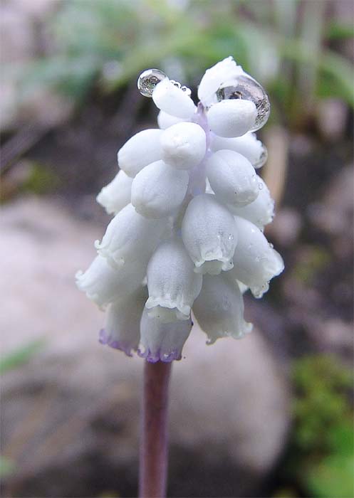 Image of Pseudomuscari pallens specimen.