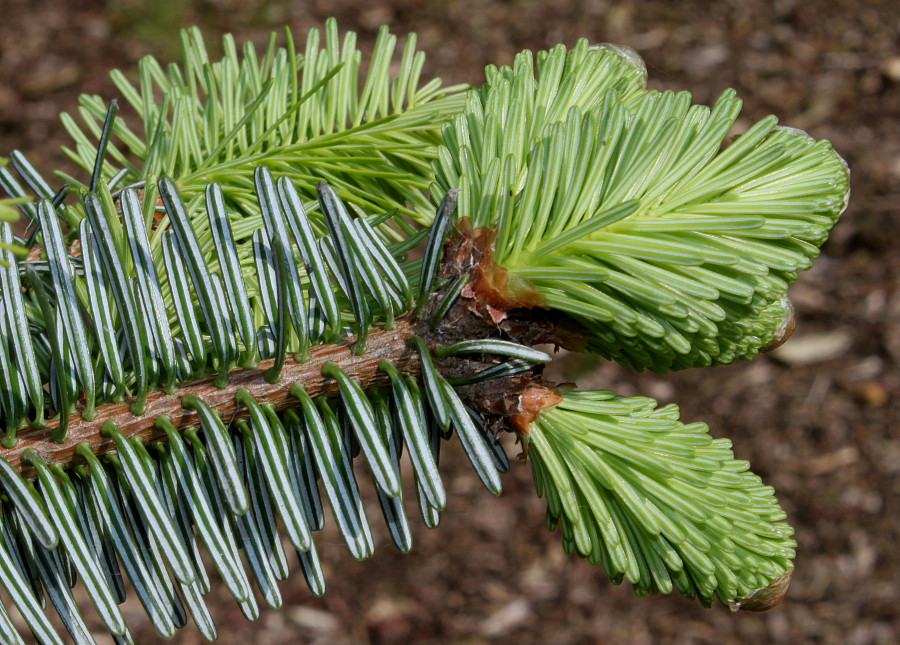 Image of Abies numidica specimen.