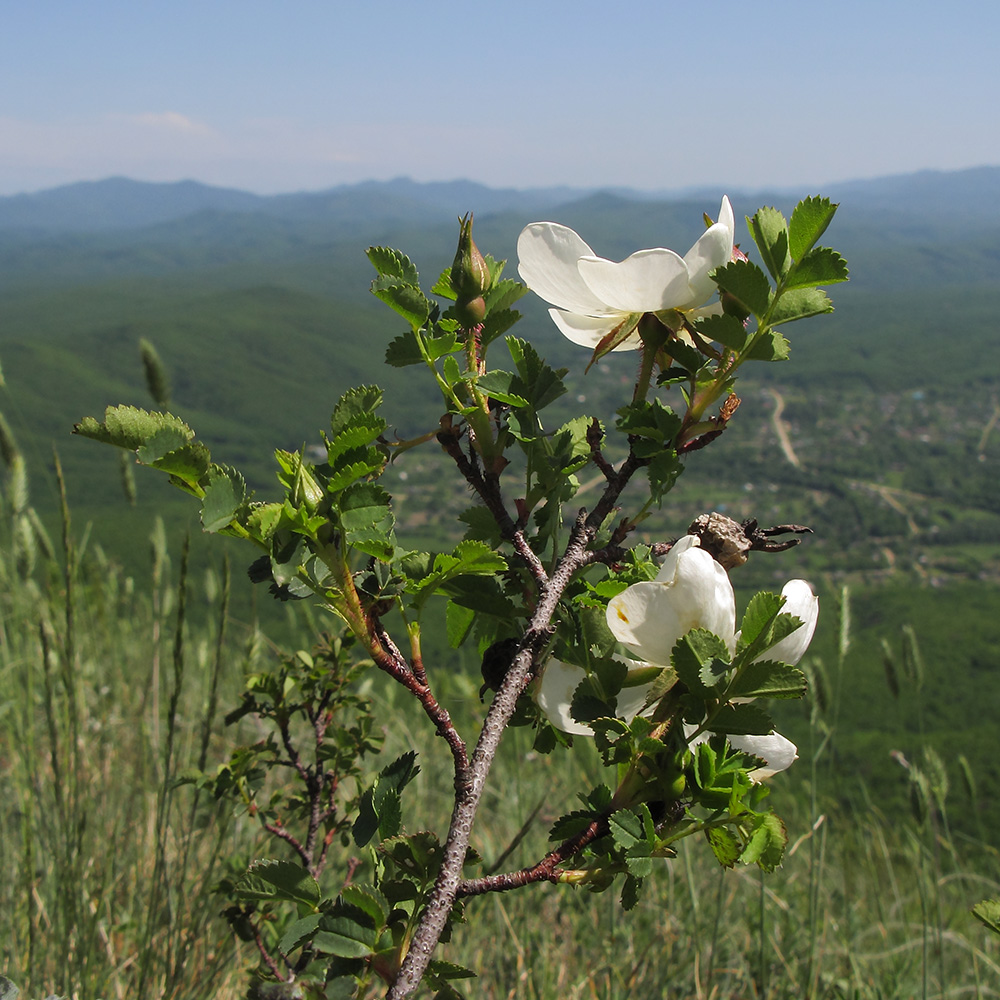 Image of Rosa spinosissima specimen.