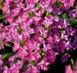 Dianthus barbatus