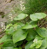 Maianthemum bifolium. Цветущие растения. Ленинградская обл., г. Выборг, парк Монрепо, у подножия гранитной гряды. Июнь 2014 г.