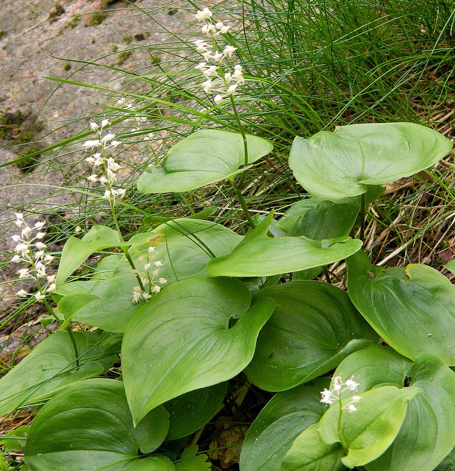 Изображение особи Maianthemum bifolium.