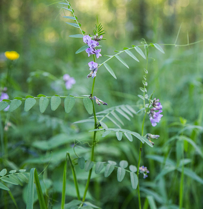 Image of Vicia sepium specimen.