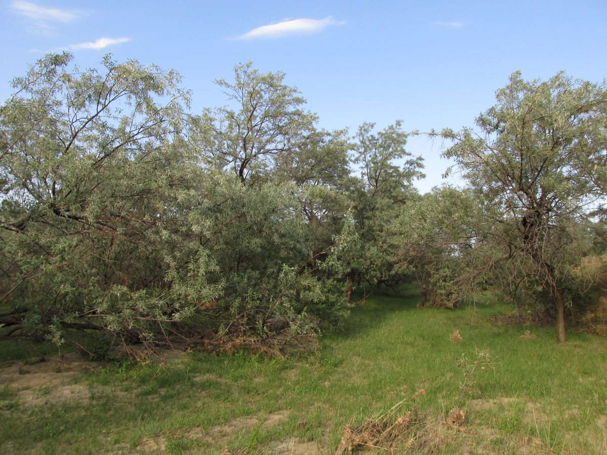 Изображение особи Elaeagnus angustifolia.