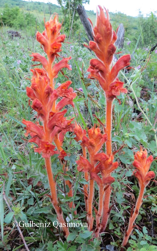 Image of genus Orobanche specimen.