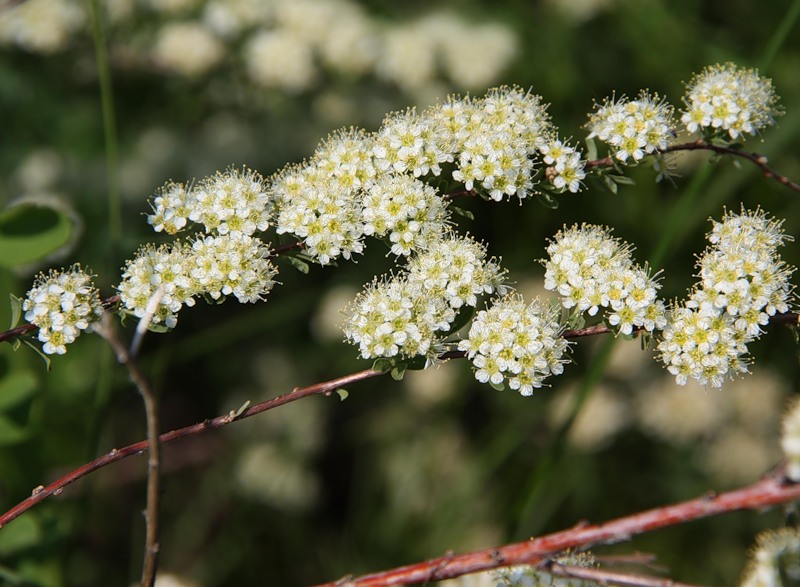 Изображение особи Spiraea crenata.