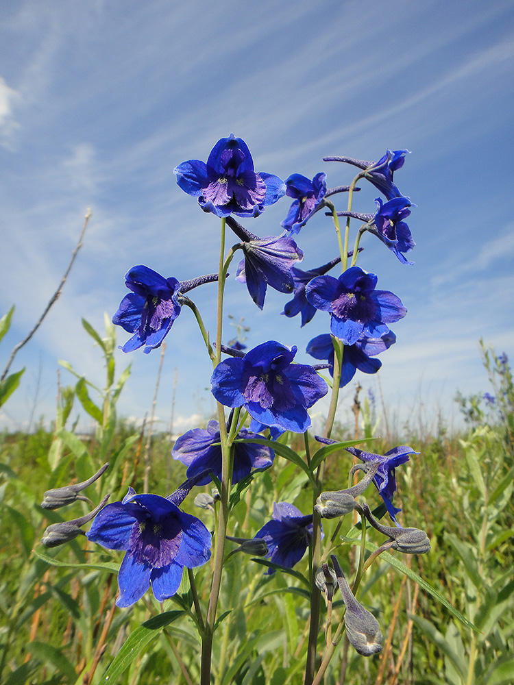 Image of Delphinium cheilanthum specimen.