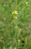 Sisymbrium officinale