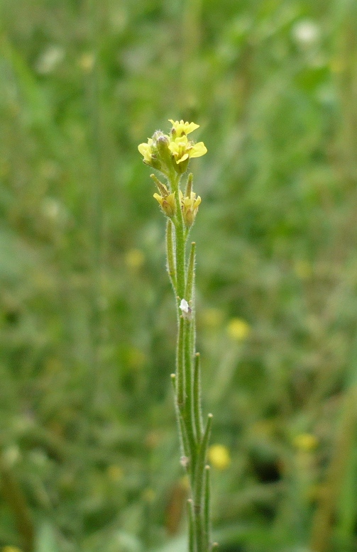 Image of Sisymbrium officinale specimen.