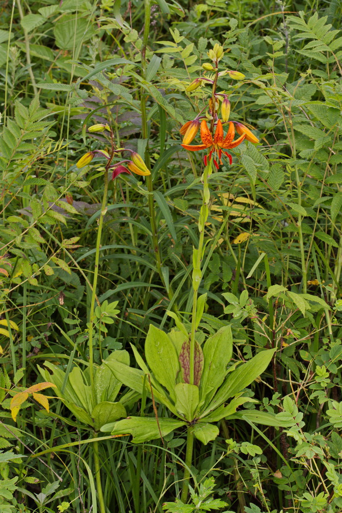 Изображение особи Lilium distichum.