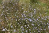 Cichorium intybus. Аспект цветущих растений. Молдова, Криулянский р-н, окр. с. Слободзея-Дужка, пойма р. Днестр. 17.08.2014.