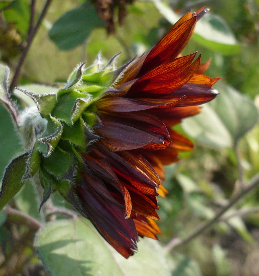 Image of Helianthus annuus specimen.
