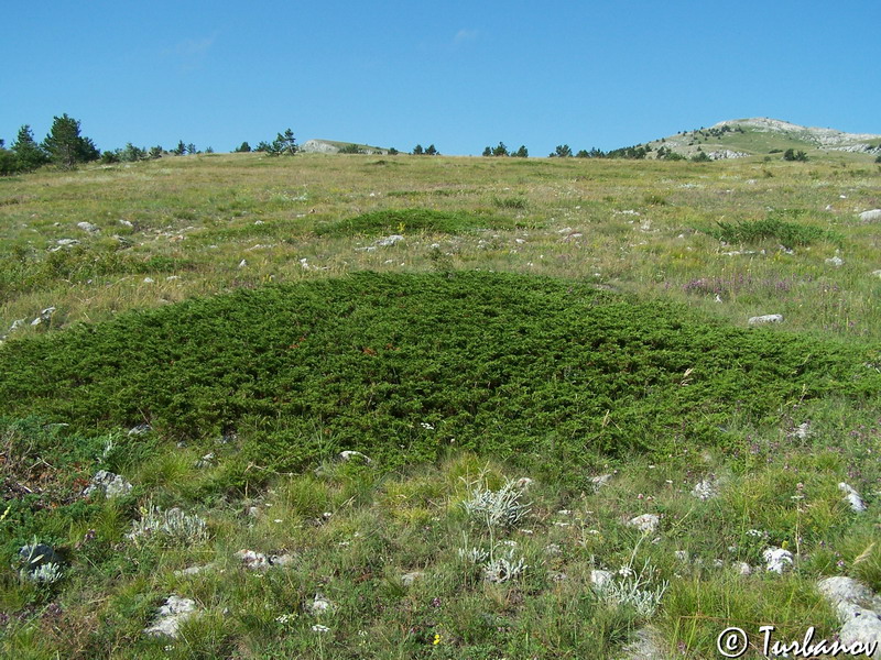 Изображение особи Juniperus sabina.