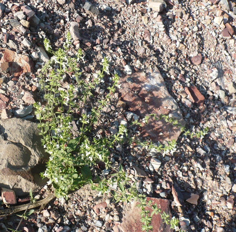 Image of Stachys annua specimen.