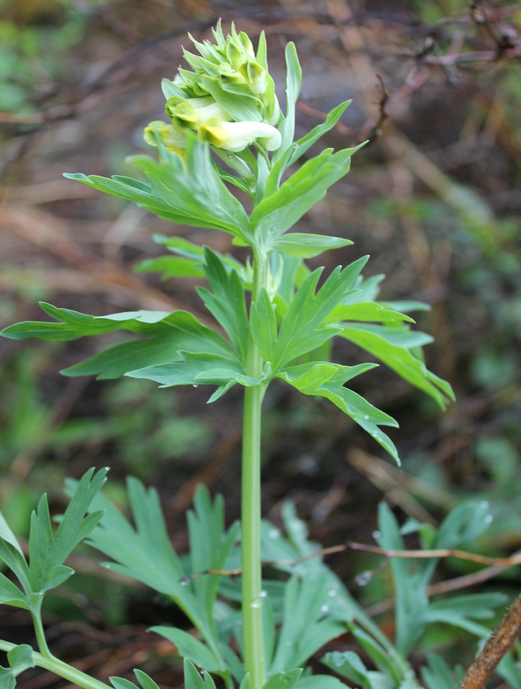 Image of Corydalis nobilis specimen.