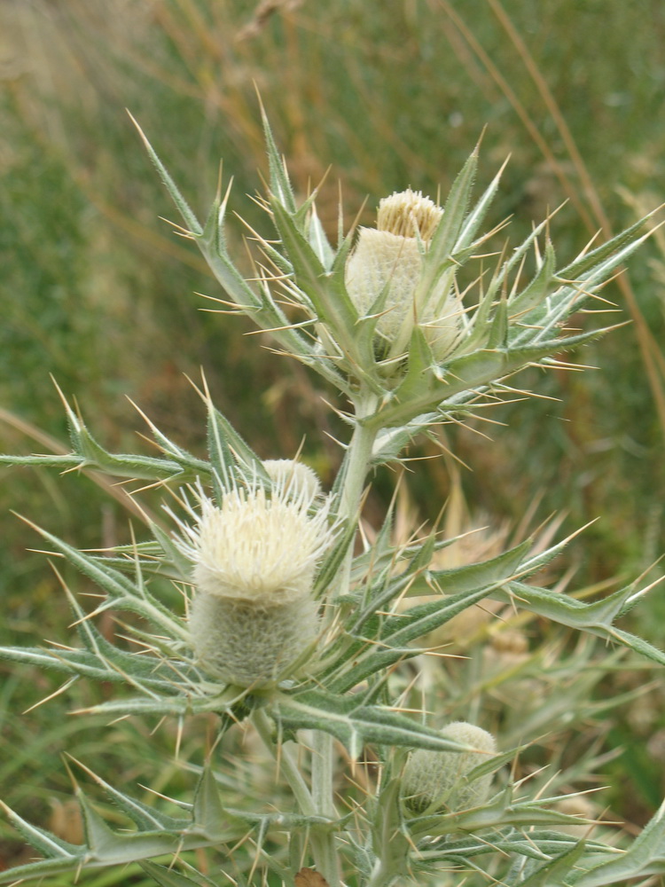 Изображение особи Cirsium turkestanicum.